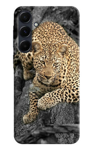 Sitting leopard Samsung A35 5G Back Cover