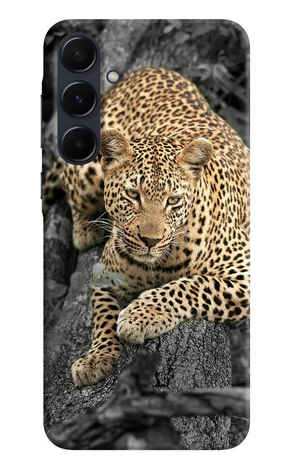 Sitting leopard Samsung A55 5G Back Cover