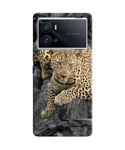 Sitting leopard iQOO 9 Pro 5G Back Cover