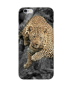 Sitting Leopard Iphone 6 / 6s Back Cover