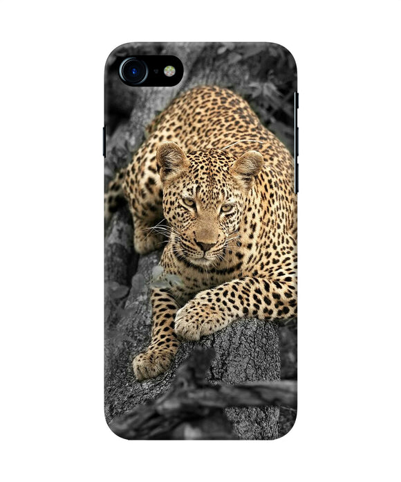 Sitting Leopard Iphone 8 / Se 2020 Back Cover