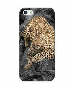 Sitting Leopard Iphone 5 / 5s Back Cover