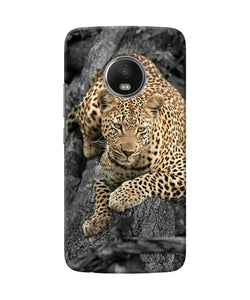 Sitting Leopard Moto G5 Plus Back Cover