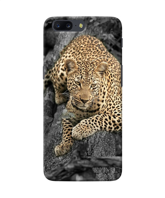 Sitting Leopard Oneplus 5 Back Cover