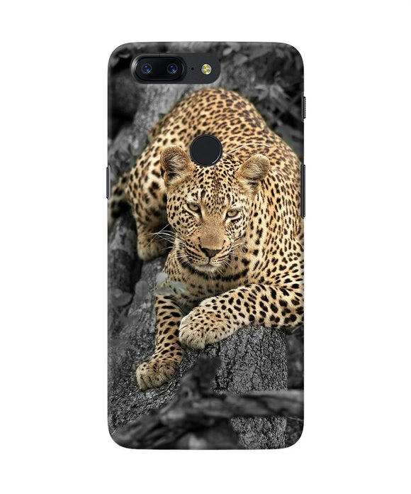 Sitting Leopard Oneplus 5t Back Cover