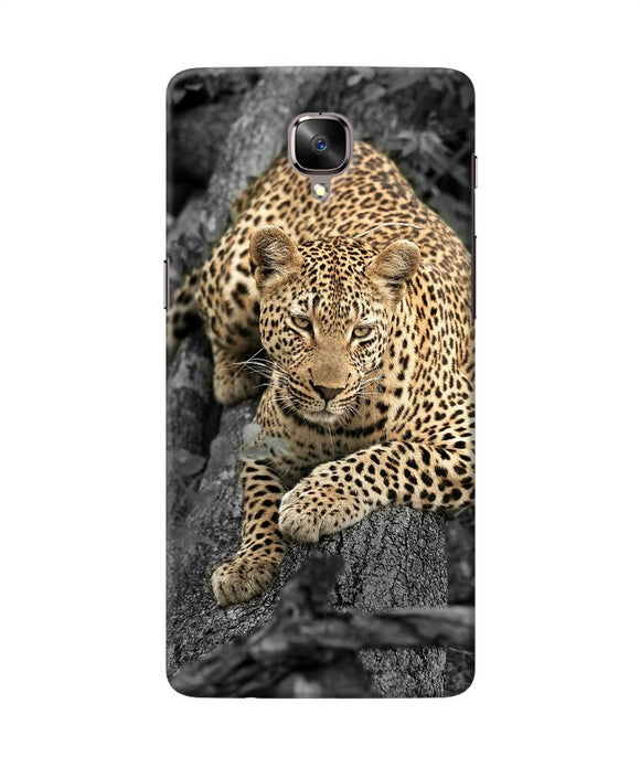 Sitting Leopard Oneplus 3 / 3t Back Cover