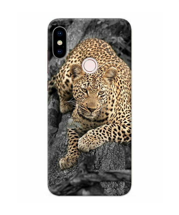 Sitting Leopard Redmi Note 5 Pro Back Cover