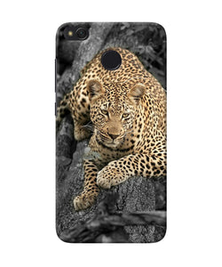 Sitting Leopard Redmi 4 Back Cover