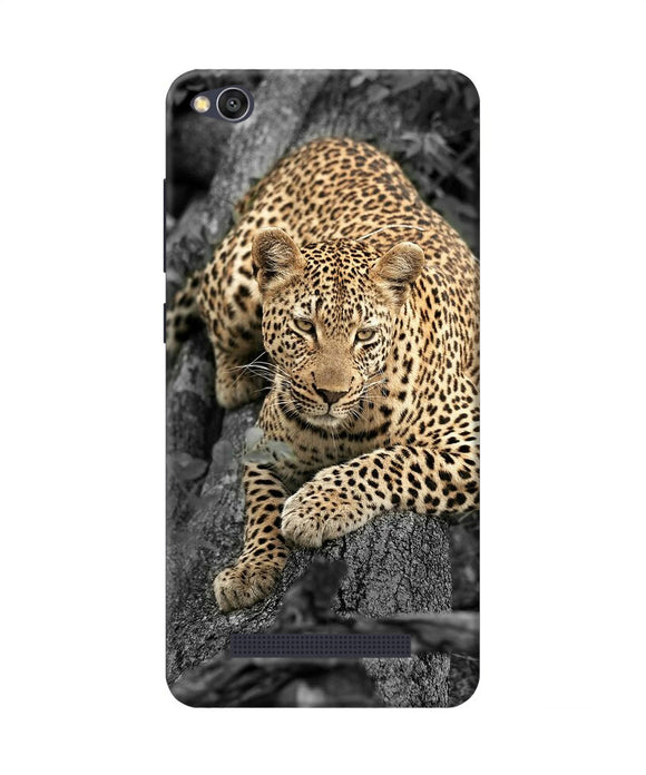 Sitting Leopard Redmi 4a Back Cover