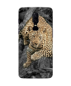 Sitting Leopard Oneplus 6 Back Cover