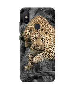 Sitting Leopard Mi A2 Back Cover