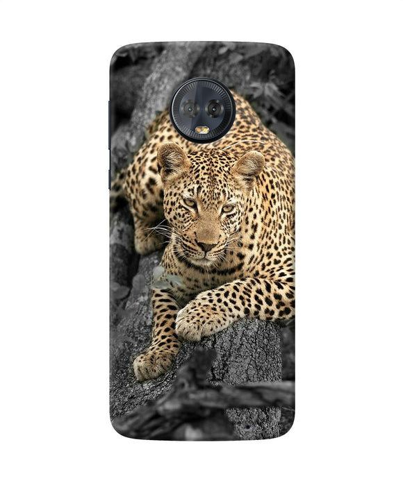 Sitting Leopard Moto G6 Back Cover