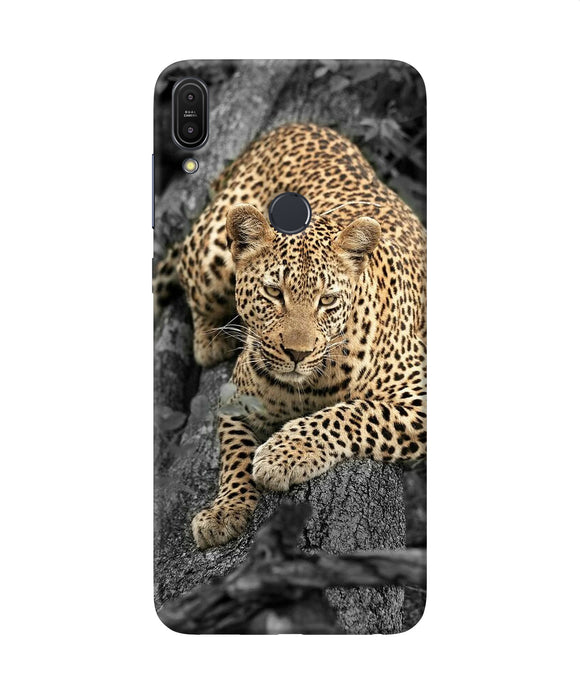Sitting Leopard Asus Zenfone Max Pro M1 Back Cover