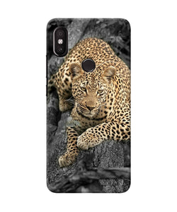 Sitting Leopard Redmi Y2 Back Cover