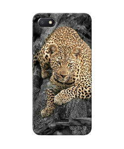 Sitting Leopard Redmi 6a Back Cover