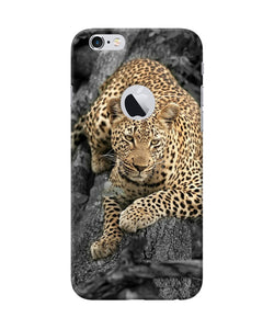 Sitting Leopard Iphone 6 Logocut Back Cover