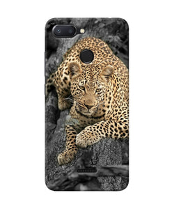 Sitting Leopard Redmi 6 Back Cover