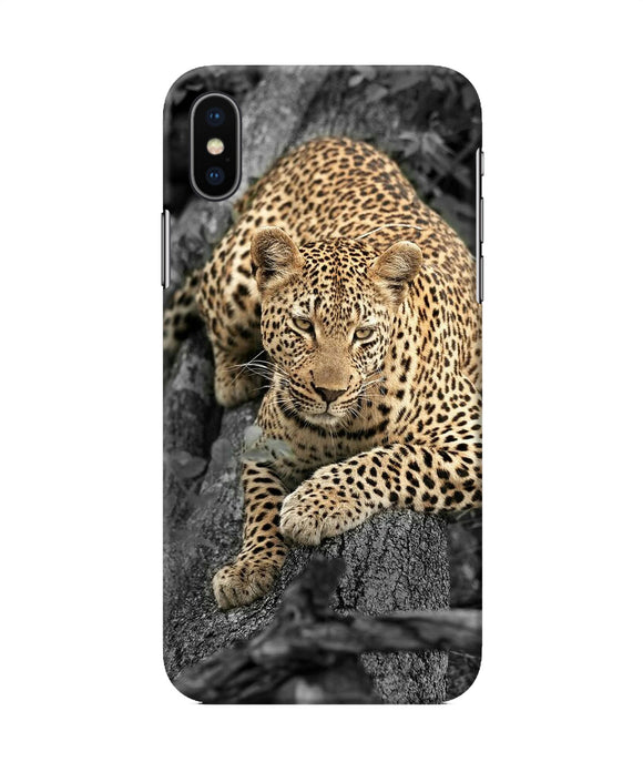 Sitting Leopard Iphone Xs Back Cover