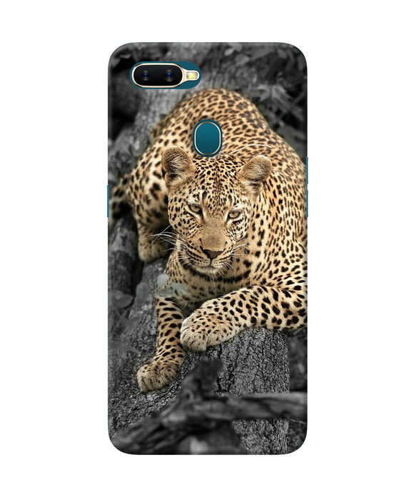 Sitting Leopard Oppo A7 / A5s / A12 Back Cover