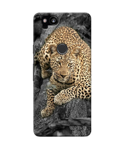 Sitting Leopard Google Pixel 2 Back Cover