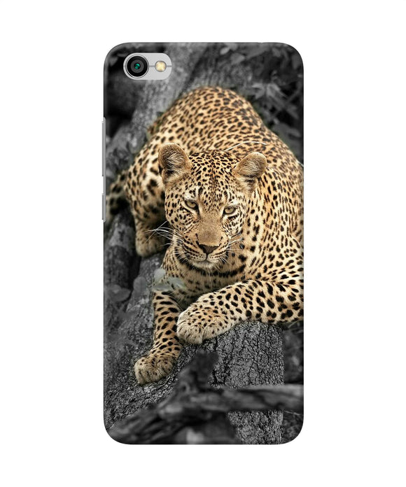 Sitting Leopard Redmi Y1 Lite Back Cover