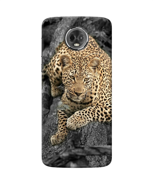 Sitting Leopard Moto E5 Plus Back Cover