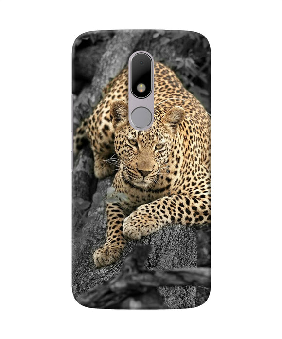 Sitting Leopard Moto M Back Cover
