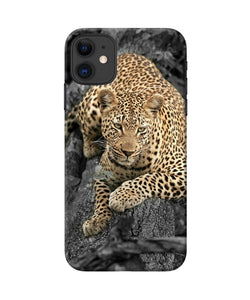 Sitting Leopard Iphone 11 Back Cover