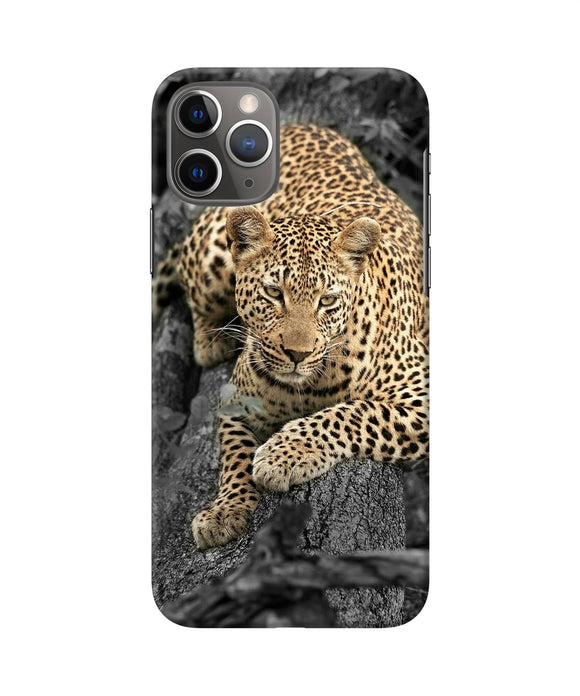 Sitting Leopard Iphone 11 Pro Back Cover