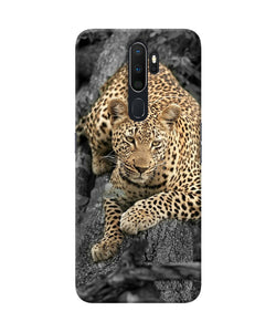 Sitting Leopard Oppo A5 2020 / A9 2020 Back Cover