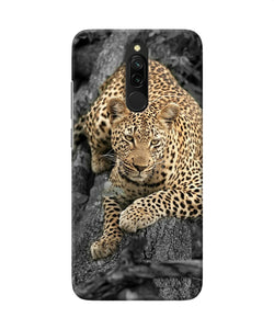 Sitting Leopard Redmi 8 Back Cover