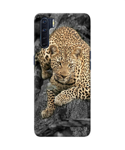 Sitting Leopard Oppo F15 Back Cover