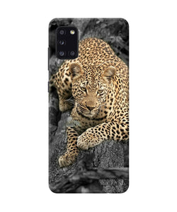 Sitting Leopard Samsung A31 Back Cover