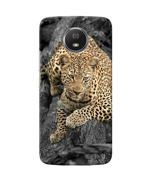 Sitting Leopard Moto G5s Back Cover