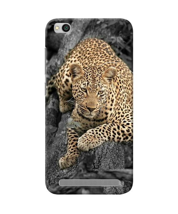 Sitting Leopard Redmi 5a Back Cover