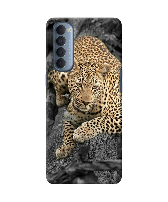 Sitting Leopard Oppo Reno4 Pro Back Cover