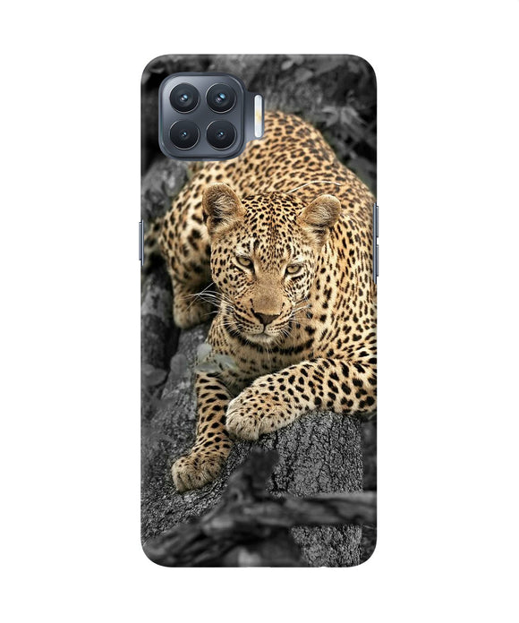Sitting Leopard Oppo F17 Pro Back Cover