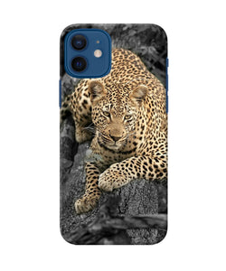 Sitting Leopard Iphone 12 Back Cover