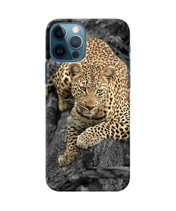 Sitting Leopard Iphone 12 Pro Back Cover