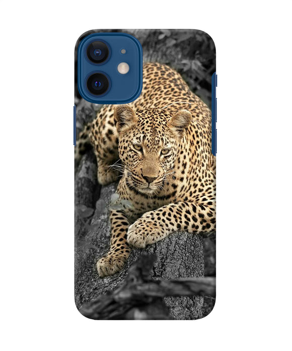 Sitting Leopard Iphone 12 Mini Back Cover