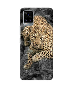 Sitting leopard Vivo V20 Back Cover