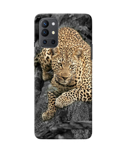 Sitting leopard Oneplus 9R Back Cover