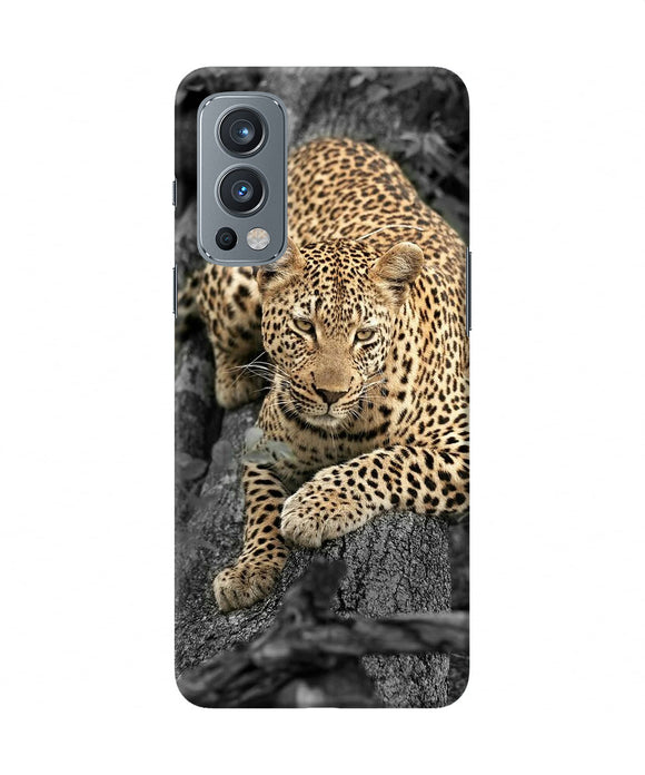 Sitting leopard OnePlus Nord 2 5G Back Cover