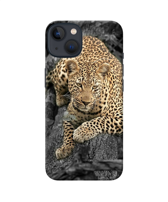 Sitting leopard iPhone 13 Back Cover