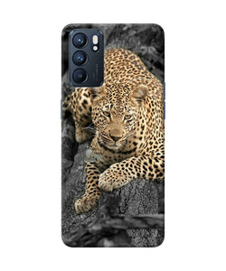 Sitting leopard Oppo Reno6 5G Back Cover