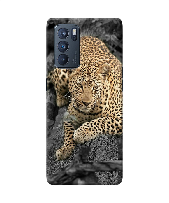 Sitting leopard Oppo Reno6 Pro 5G Back Cover