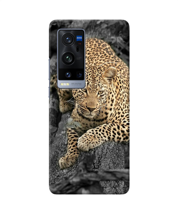 Sitting leopard Vivo X60 Pro Plus Back Cover