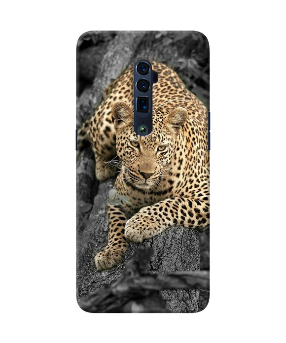 Sitting leopard Oppo Reno 10x Zoom Back Cover