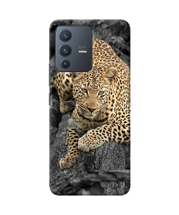 Sitting leopard Vivo V23 5G Back Cover