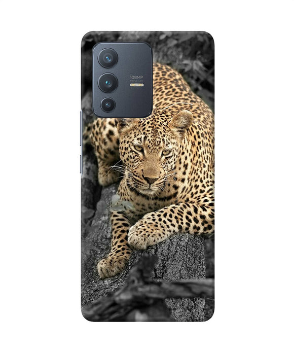 Sitting leopard Vivo V23 Pro 5G Back Cover